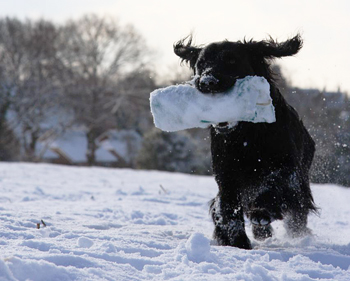 What dummy I should be using for my new gundog?