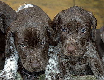 Can you help me with technical gun dog terms?