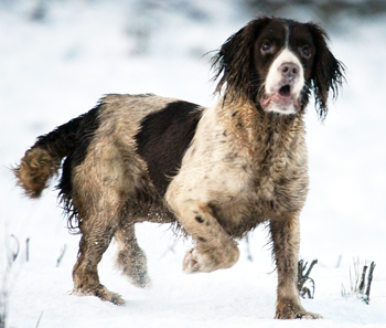 How do I train a defiant gundog?