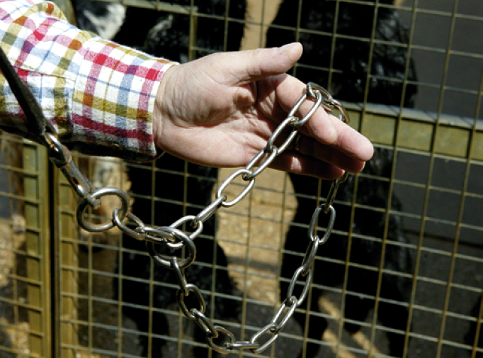 Gundog training &ndash; Pulling on the lead