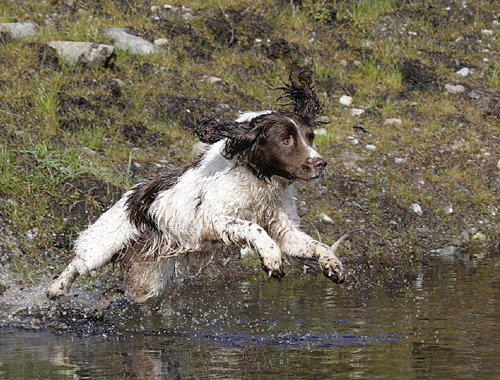 When should I begin gundog training for water work?