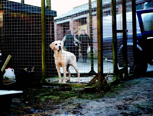 Is a spoonful of Benylin a good cure for kennel cough?