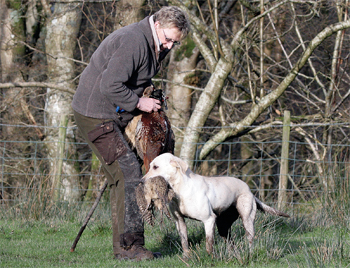 Can you give gun dogs too much encouragement?
