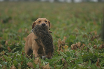 How can I improve my dog's training on unseen retrieves?