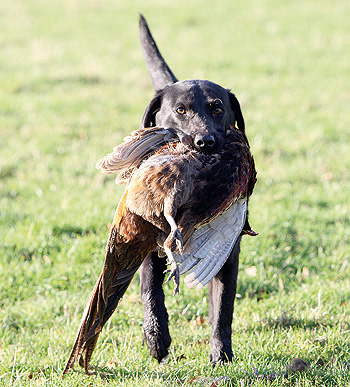 How do I stop my gundogs squabbling?