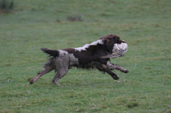 Should I try summer gun dog training?