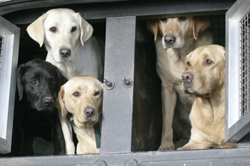 Does dried food improve a gun dog&rsquo;s performance?