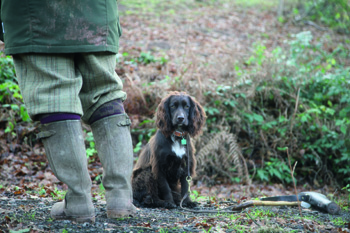 Will deafness end my gundog&rsquo;s working life?