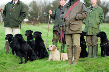 What should I feed my gundog on shoot day?