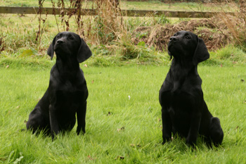 Will my gundog puppy be free from infection?