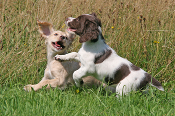 Any tips on gundog puppy breeding?