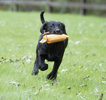 How do you train gundog puppies?