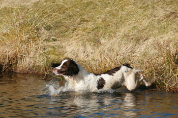 How do I get my gun dog back into water?