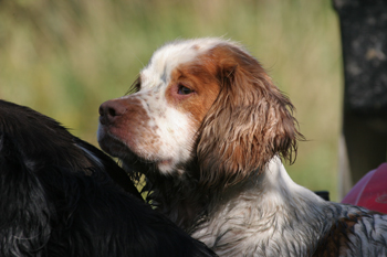Gun dog training with puppies