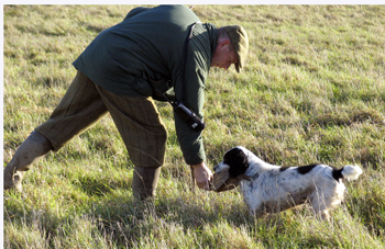 When should I introduce game to my spaniel?