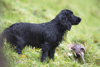 Who should be judging field trials?