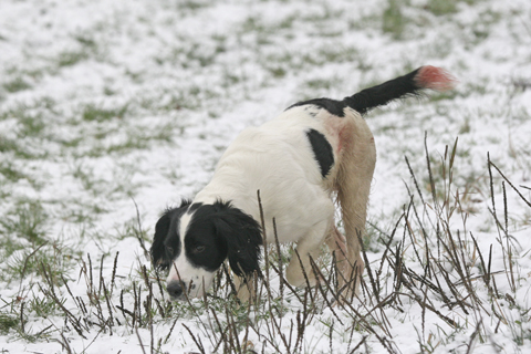 Shouldn't working spaniels have docked tails?