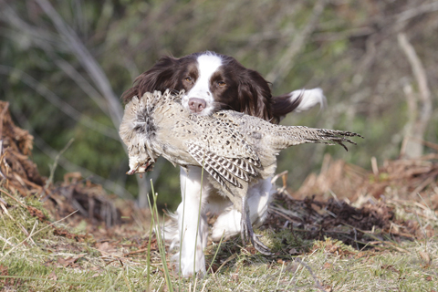 How do you bring on a part-trained gundog?