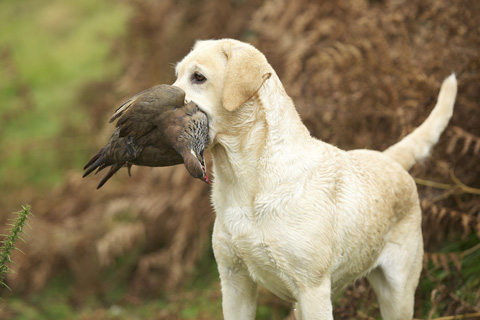 60 years of rising gundog standards