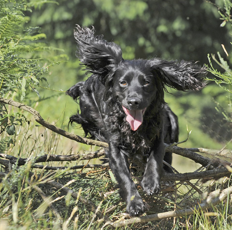 Why isn't my gundog losing weight?