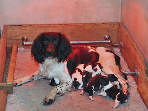 Tail docking: Key facts you need to know